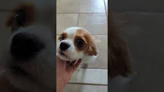 Video preview image #1 Cavalier King Charles Spaniel Puppy For Sale in Lewistown, PA, USA