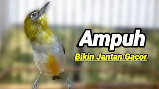 Download lagu Sangat Lenjeh Suara Bikin Pleci Gacor Ngalas Dengan Burung Pleci Bustomi Betina ini (2/10/21) mp3