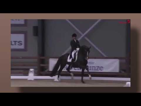 2 LDR/Hyperflexion/Rollkur  trainiertes Pferd in einer Prüfung