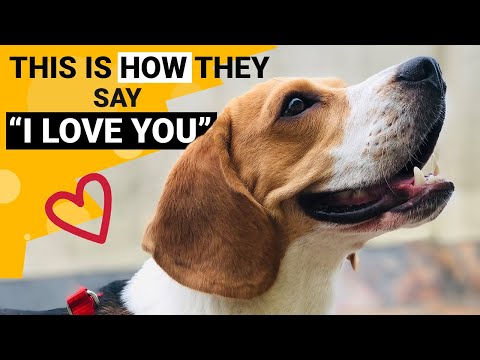 10 Signs that your Beagle Loves You the Most