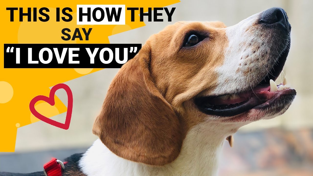 10 Signs that your Beagle Loves You the Most