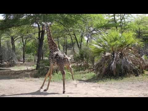 Masai Giraffe: raw safari footage