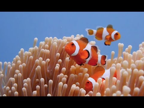 Scuba Diving the Sipadan Barrier Reef in 60 seconds