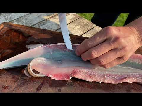 Filetering af hornfisk