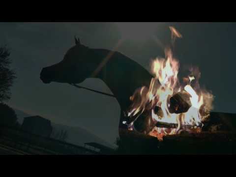 البطل إلى بي هاشم lB Hashim