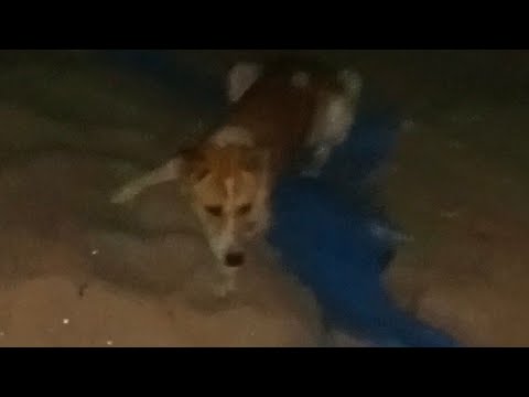 #dog ka kahar barsa bade kutte pe...#dog 🤣 Part 2