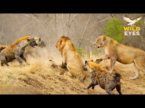 WILD SAVANNAH: Savage Showdown | Lions vs Hyenas in a Battle for Survival | Wildlife Documentary