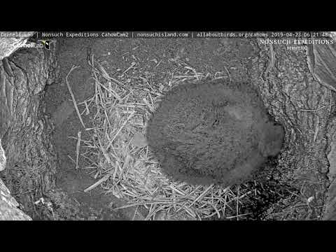 Bermuda Cahow Chick Stretches Wings In Burrow – April 23, 2019