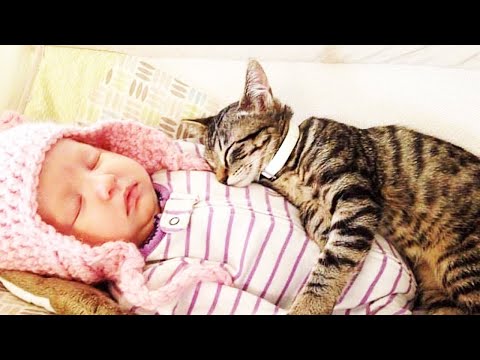 Baby and Cat Fun and Fail 2020 [FUNNY PETS]