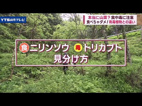 青いトリカブト 植物