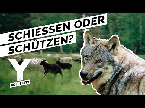 Wolf vs. Schäfer - Wie gefährlich ist der Wolf in Deutschland? | Y-Kollektiv