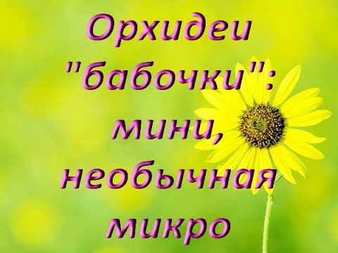 ОРХИДЕИ:мини и микро БАБОЧКИ,пересадка в ЦЕОФЛОРУ,гниль.