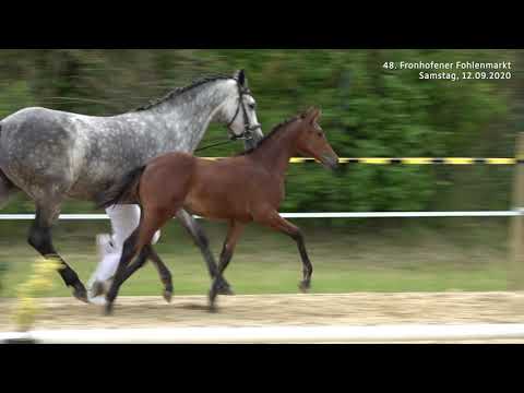 Fohlenmarkt Fronhofen - KN 1 Candyman   Cavalo Z