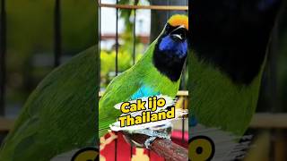 Download lagu Cak Ijo Thailand #cucakijo #cucakijogacor mp3