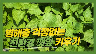 친환경 깻잎! 병충해 걱정없이 키우기 _ 22.05.09