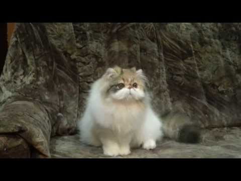 Toy Tricksy Zareena 10_03_2014