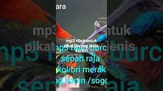 Download lagu anti gagal ..mp3 ribut pikat kolibri mp3 Download lagu anti gagal ..mp3 ribut pikat kolibri mp3