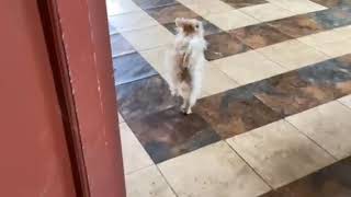 Video preview image #1 Maltese-Unknown Mix Puppy For Sale in San Diego, CA, USA