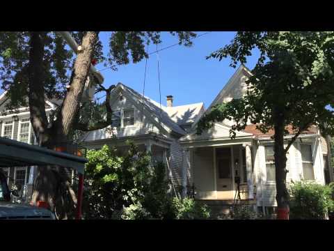 Streets & San trims our tree