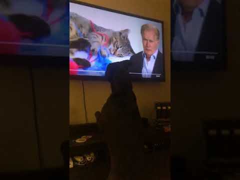 Last Week Tonight with John Oliver: Cats