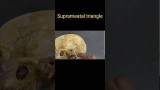 Suprameatal triangle