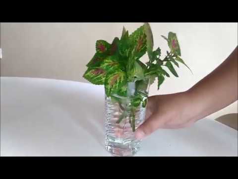 Coleus propagation in water by leaf cuttings