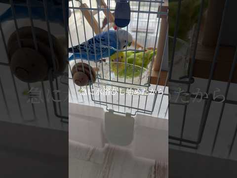 園芸 鳥にとって四季を通じて水が与えられる