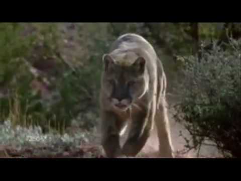 PAIN - a tribute to mountain lions (DOLORE - omaggio a pumas)