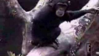 Funny monkey Video