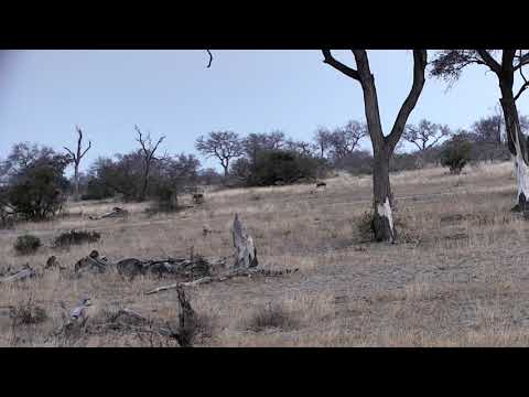 Djuma: Wild Dogs pack of 4  - 17:306 - 08/17/18
