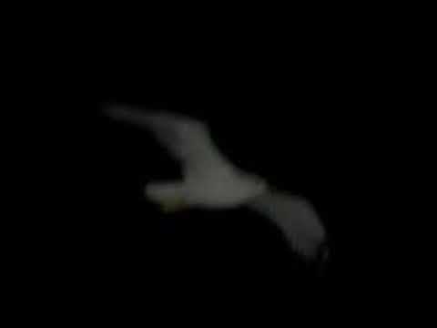 40. deadrazy - jarðarför / rinnavähk [20.10.2019]