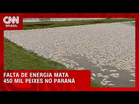 Falta de energia mata 450 mil peixes no Paraná; Copel cita temporais | CNN AGRO NEWS