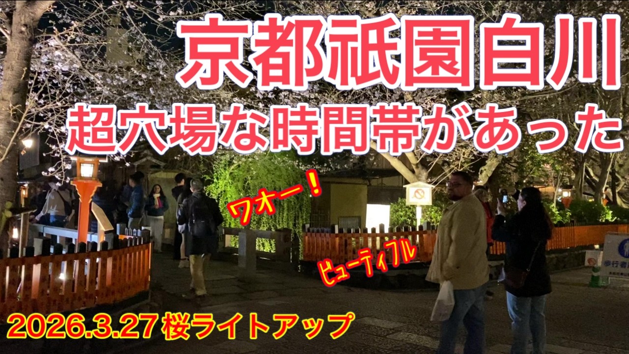 【京都桜観光🌸】祇園白川のライトアップ21時半に行ったら異常すぎた…人が消える穴場時間｜女ひとり旅 #京都観光 #女ひとり旅 #京都桜