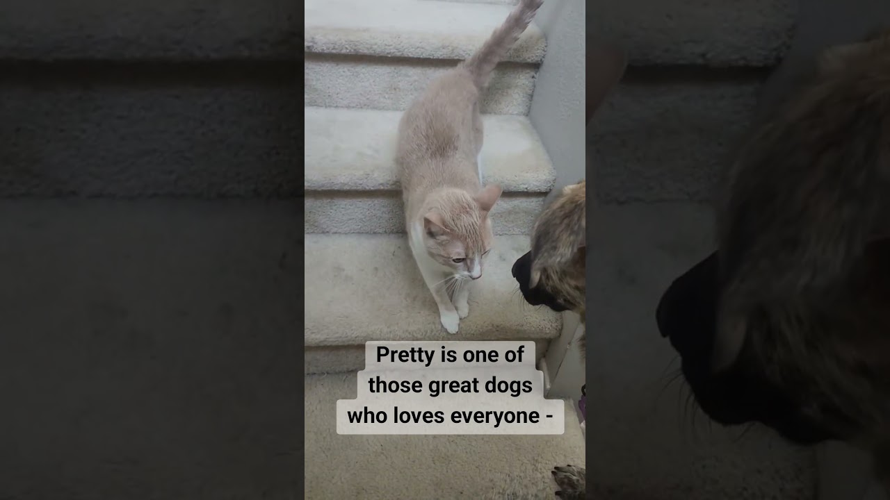 Enlarge Pretty, a Adopted mixed breed in Menifee, CA video 2/6