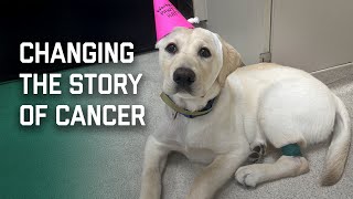 How MSU’s College of Veterinary Medicine Is Changing the Story of Cancer for Animals and People