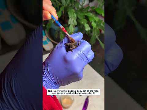 This family stumbled upon a baby bat on the road and decided to take it home to care for it.