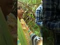 Dasi Kand