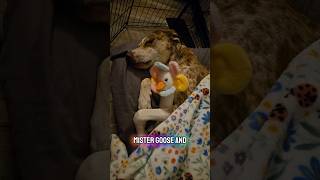 Let's put our disabeled dogs to bed! #dogshorts #doggielife #dogmom #nightroutine