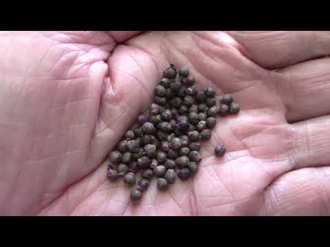 Vertical Gardening 12 Vegetables That Can Be Grown On A Trellis