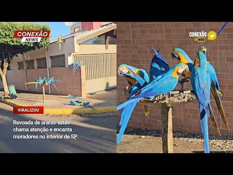 Vídeo: Revoada de araras-azuis chama atenção e encanta moradores no interior de SP.