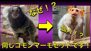 コモンマーモセット 里親 موقع ويب حيث يمكنك مشاهدة مقاطع فيديو موسيقية مجانية コモンマーモセット 里親 موقع ويب حيث يمكنك مشاهدة مقاطع فيديو موسيقية مجانية