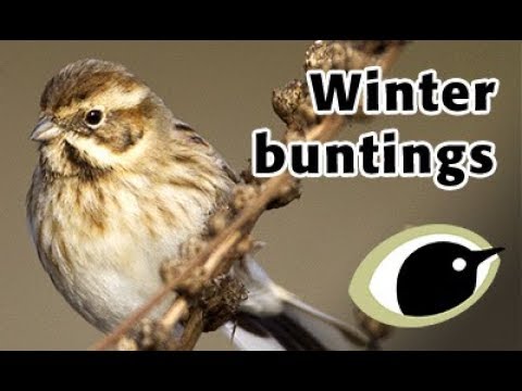 BTO Bird ID - Winter buntings