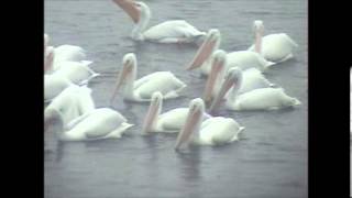 preview picture of video 'American White Pelican'