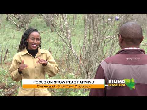 Kilimo Na Biashara |  Snow Peas Farming