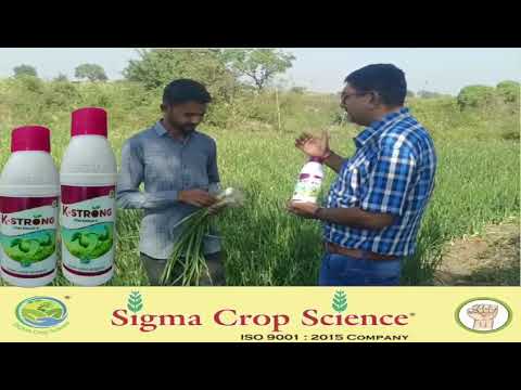 Excellant results of K strong in Onion