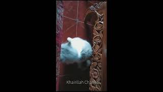 Download lagu Kucing kesurupan jin ifrit 😂 kucing lucu tiktok | funny cat #shorts #ytshorts #catsoftiktok mp3