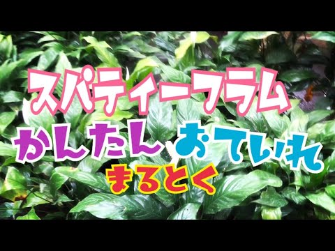 葉が黄色くなったスパティフィラムの手入れ方法は？原因は何ですか?  庭園