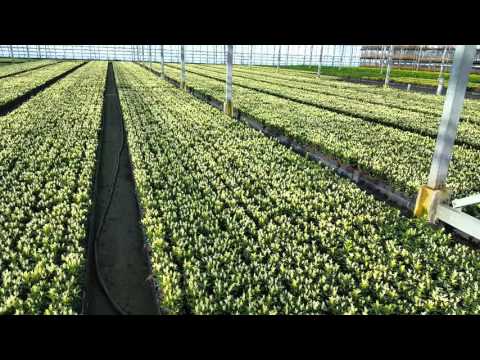download lagu mp3 mp4 Japanese Euonymus Paloma Blanca, download lagu Japanese Euonymus Paloma Blanca gratis, unduh video klip Japanese Euonymus Paloma Blanca