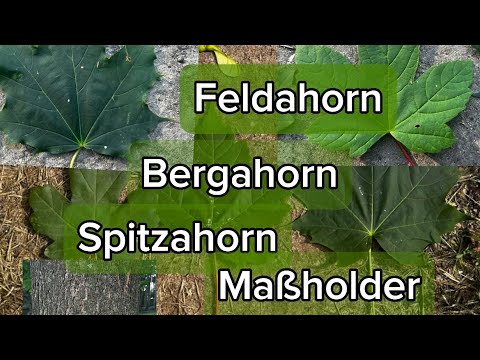 Ahorne unterscheiden: Bergahorn, Spitzahorn und Feldahorn