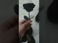 Black Lover Whatsapp Status Everything Black Black Lover Black Madness Black King Shorts